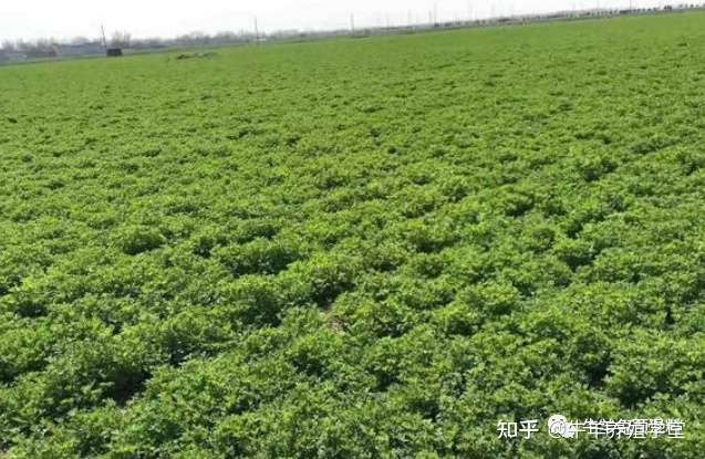 豆粕玉米涨价 22种 紫花苜蓿 能省养殖成本 附栽培技术 知乎