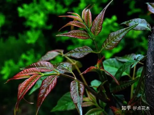 香椿树的种植及病虫害防治方法（香椿树的种植及病虫害防治方法视频）