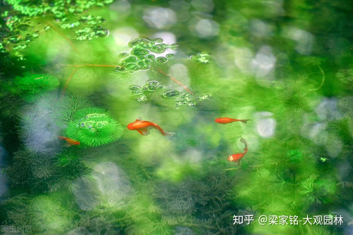 园林作业如何用水生植物造景 知乎