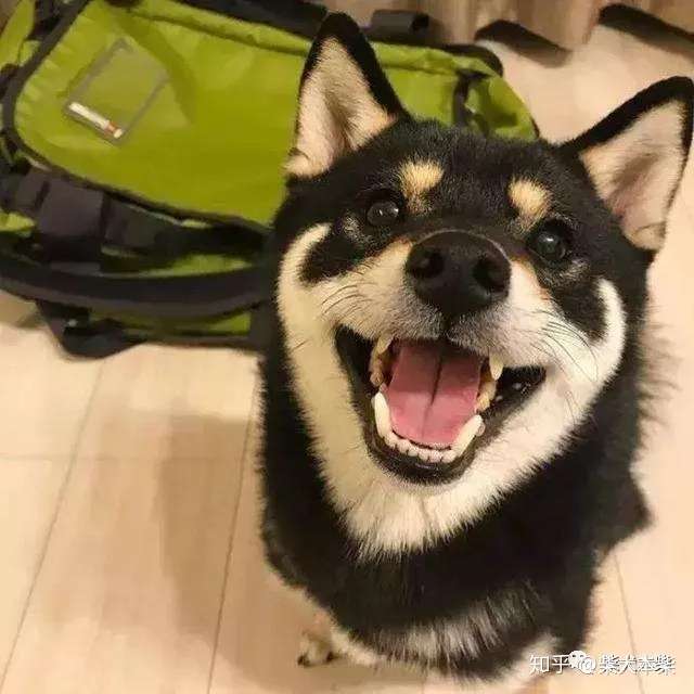 柴君带你了解柴犬 知乎