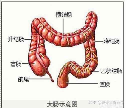 直肠有多长图片