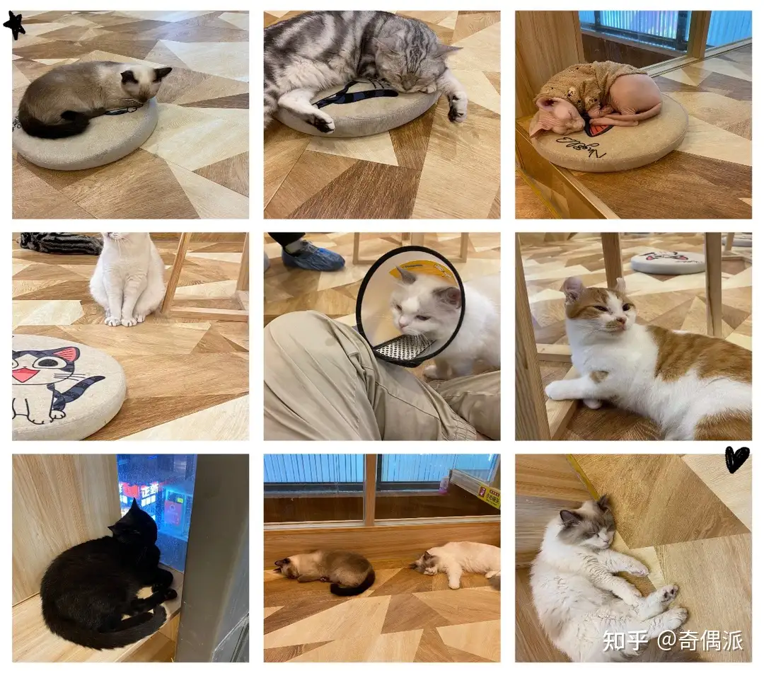 我们体验了猫咖 发现并不挣钱 知乎