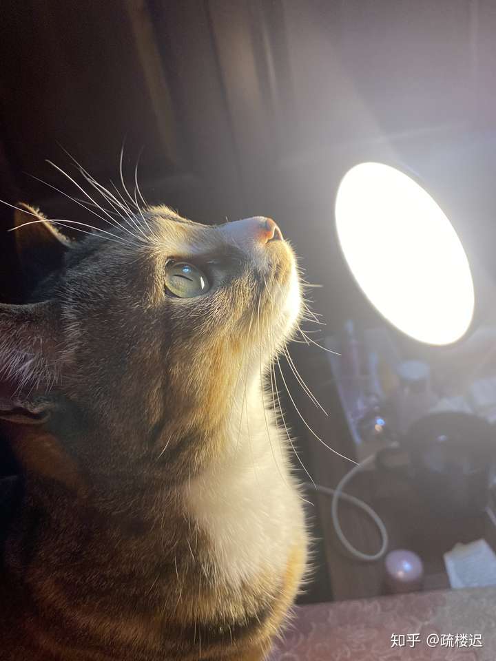 猫咪的侧脸有多可爱