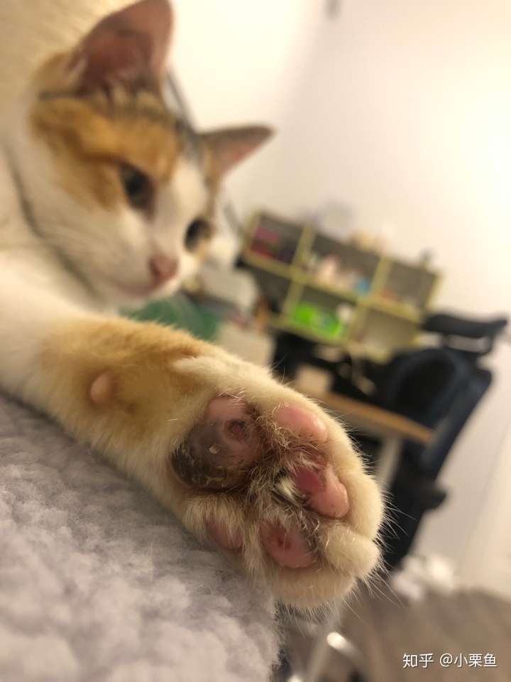 猫咪的肉垫烂了?