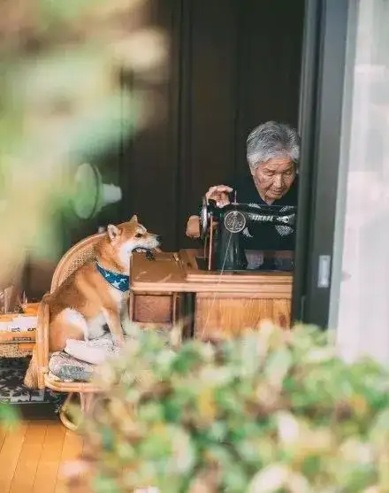 世界上最长寿的柴犬活了26岁 柴犬最好的伴侣犬 知乎