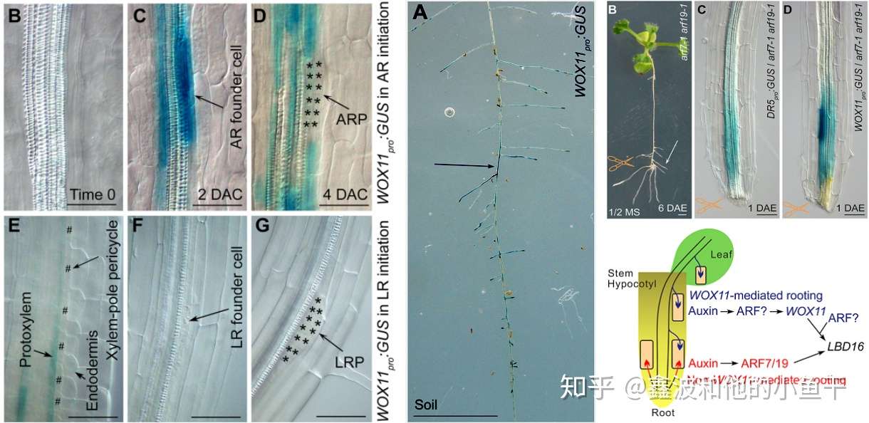 植物根系发育的分子调控 知乎