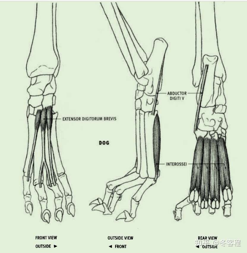 动物肌肉 后肢 趾短伸肌 骨间肌 拇展肌 知乎