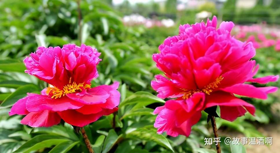 古代奇案录 芍药命案 知乎