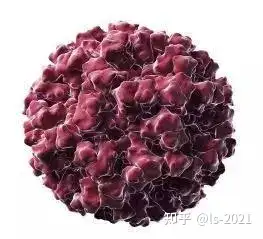 诺如病毒属杯状病毒科,诺如病毒属,基因组长度约7.5-7.