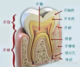 慢性牙髓炎思维导图图片