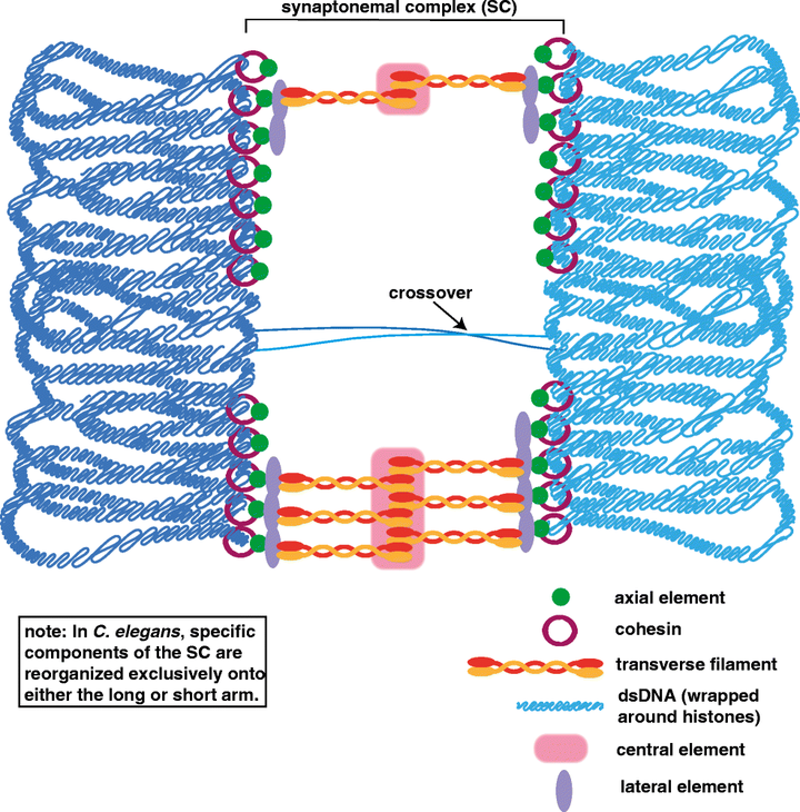 染色体联会的原理是什么