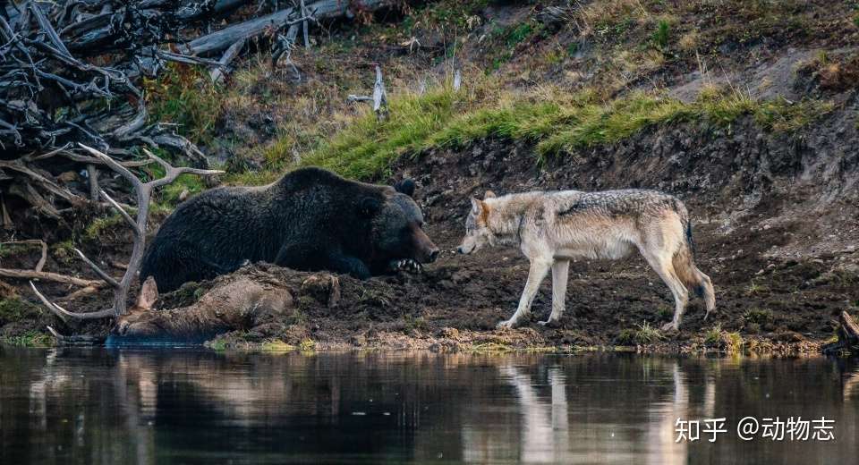 老虎和棕熊都是顶级猛兽 狼为什么更怕老虎 而不那么怕熊 知乎