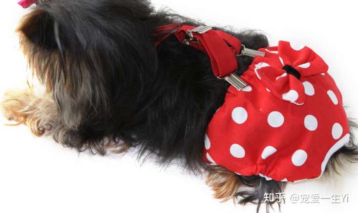 约克夏什么时候来月经 知乎