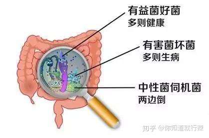 益生菌是否可以调理肠胃?