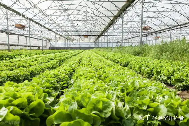 大棚蔬菜的种植前景，种10亩大棚菜需投资多少（一个蔬菜大棚需要多少钱）