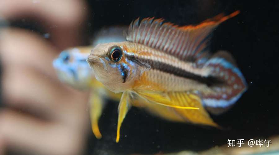 常见宠物鱼玩腻了 推荐三种小众观赏鱼 让你的鱼缸制霸朋友圈 知乎