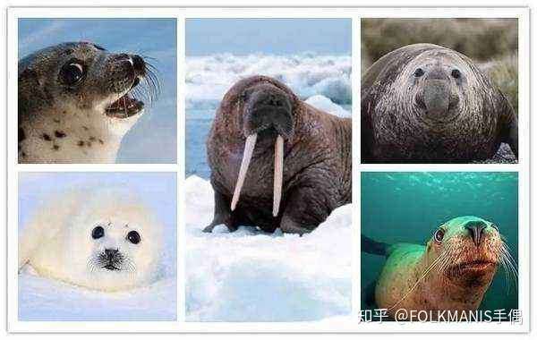 心理教育情商开发和关注大自然 每当看动物纪录片,介绍海洋动物的时候