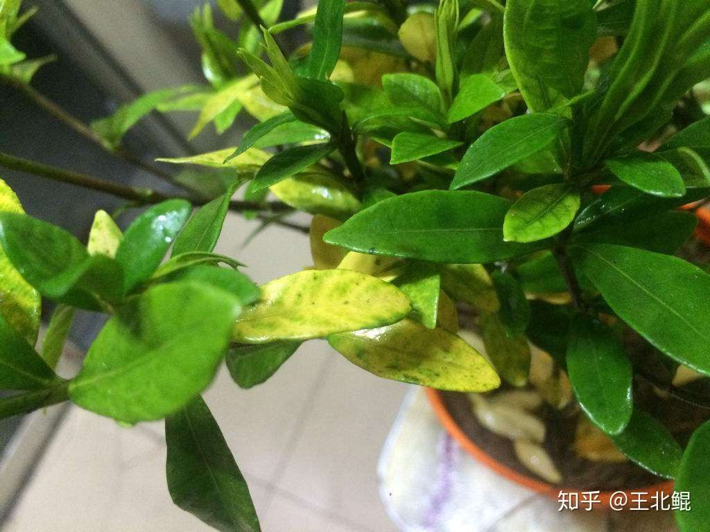 你家花的100种死法 知乎