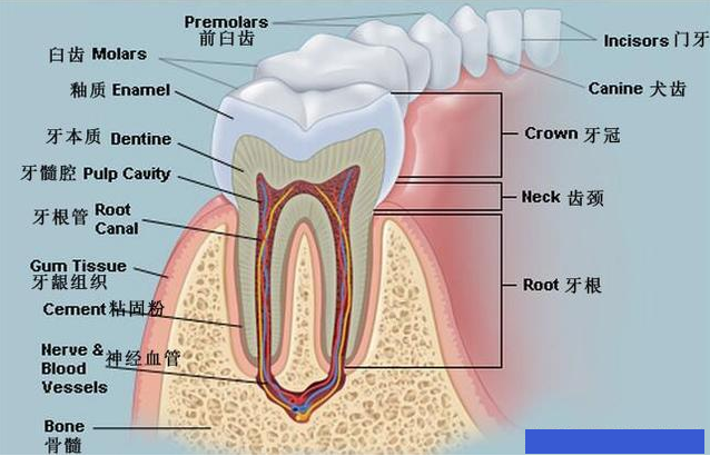 上海亿大口腔牙齿 牙齿解剖学 图 名称 数量和条件 知乎