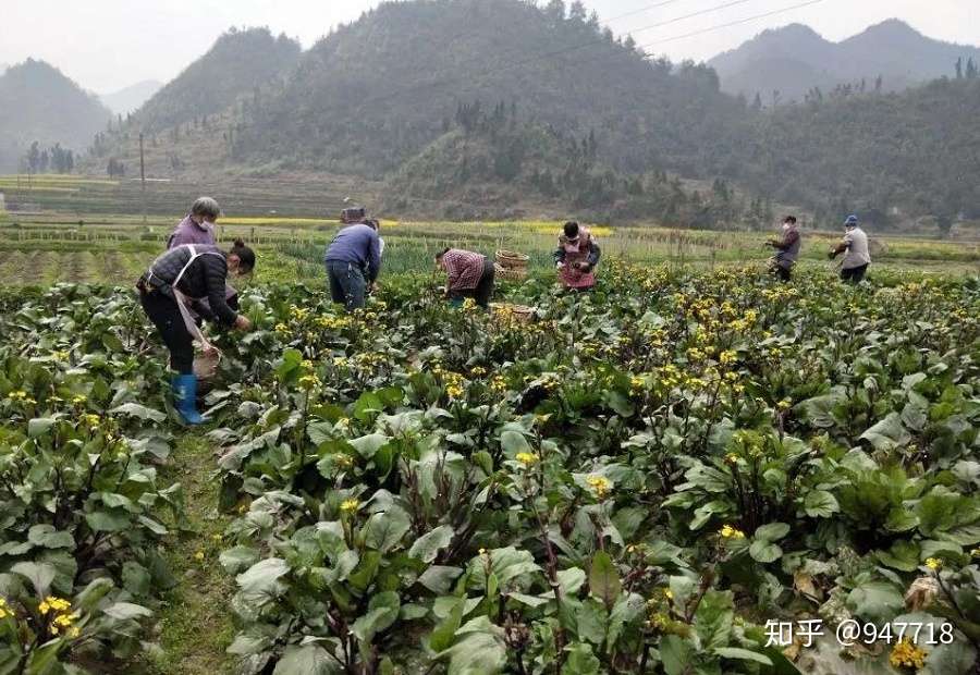 红菜苔怎么种 如何正确采摘红菜苔 知乎