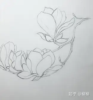 彩鉛花花臨摹白木棉花