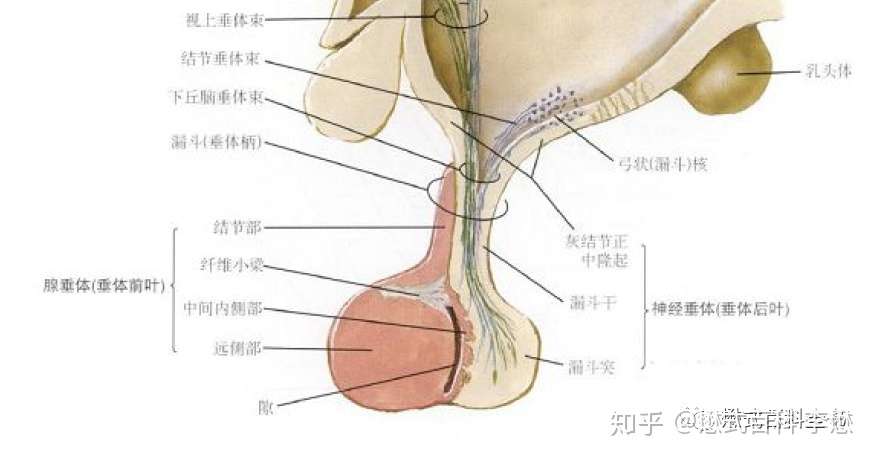 磁共振垂体扫描pituitary Mr Imaging 一 知乎