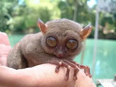 介绍菲律宾的国宝级动物