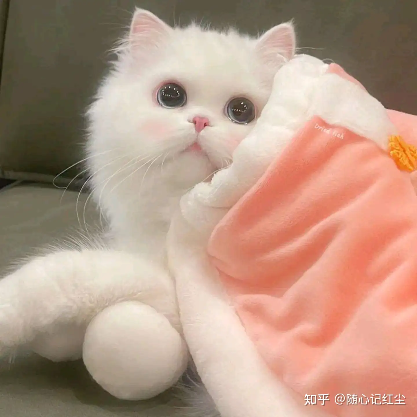 可爱猫猫头像#萌宠猫咪- 知乎