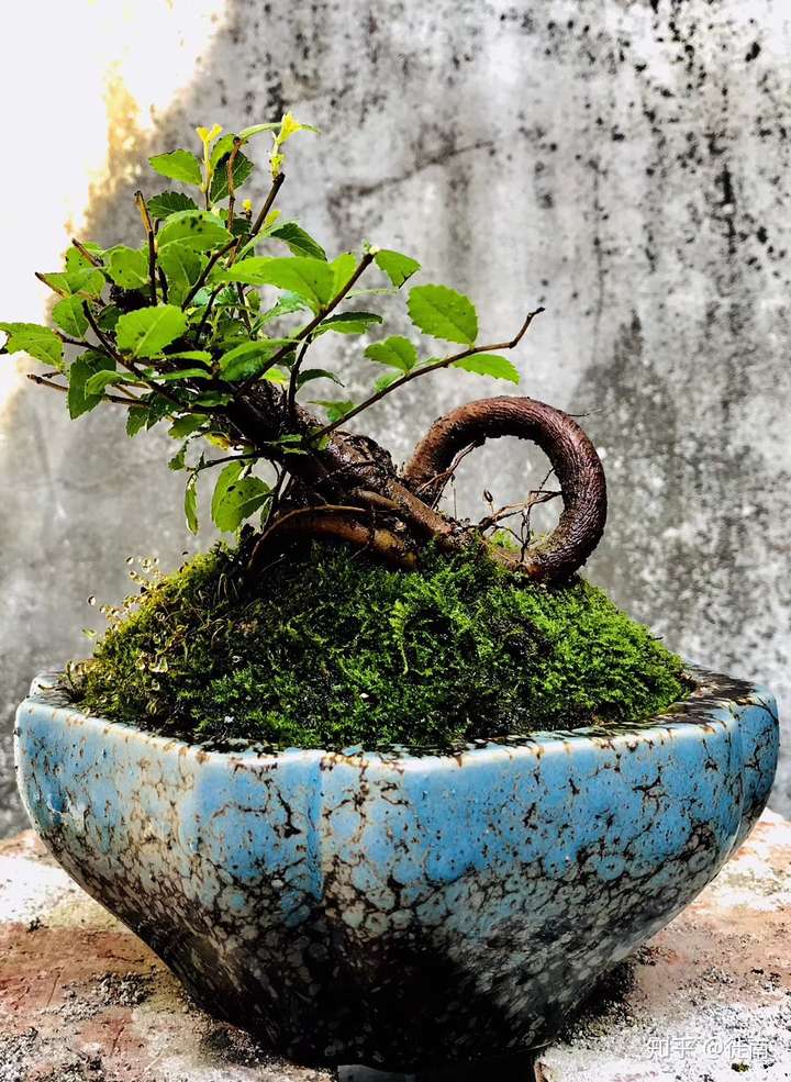 盆景入门玩家亲手制作的第一棵盆景是什么样子的?