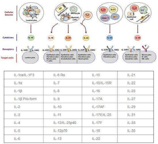 白细胞间起调节作用的细胞因子,现指一类分子结构和生物学功能已基本