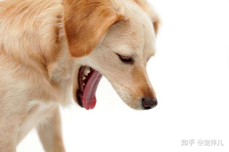 狗狗口吐白沫 主要是这五大原因 最后一种最危险 知乎