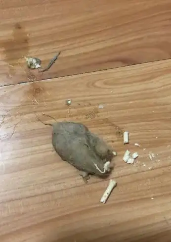看见猫吐出来的毛球图片别慌!教你这样做 - 知乎