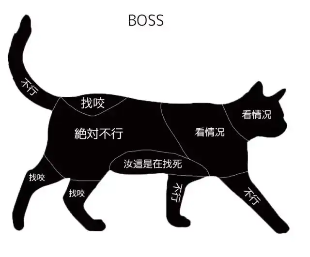 猫咪到底有没有感情 知乎