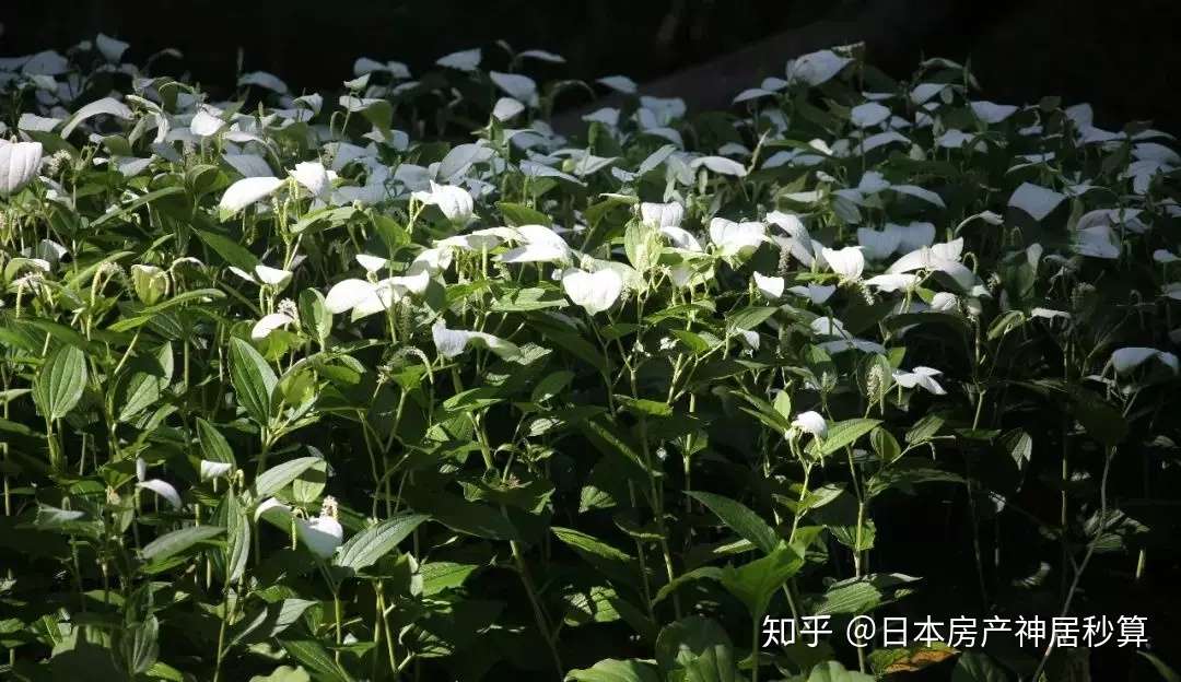 日本没有哪一座城市 比得上京都的 花心 知乎 日本没有哪一座城市 比得上京都的 花心 知乎