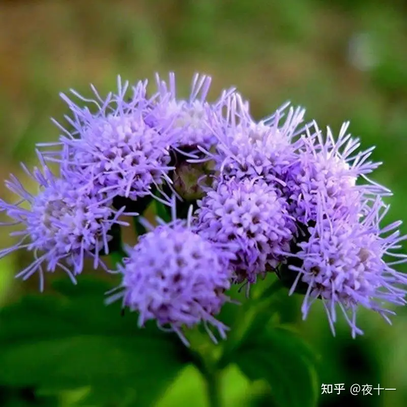 植物栽培紫色系盆栽推荐 知乎