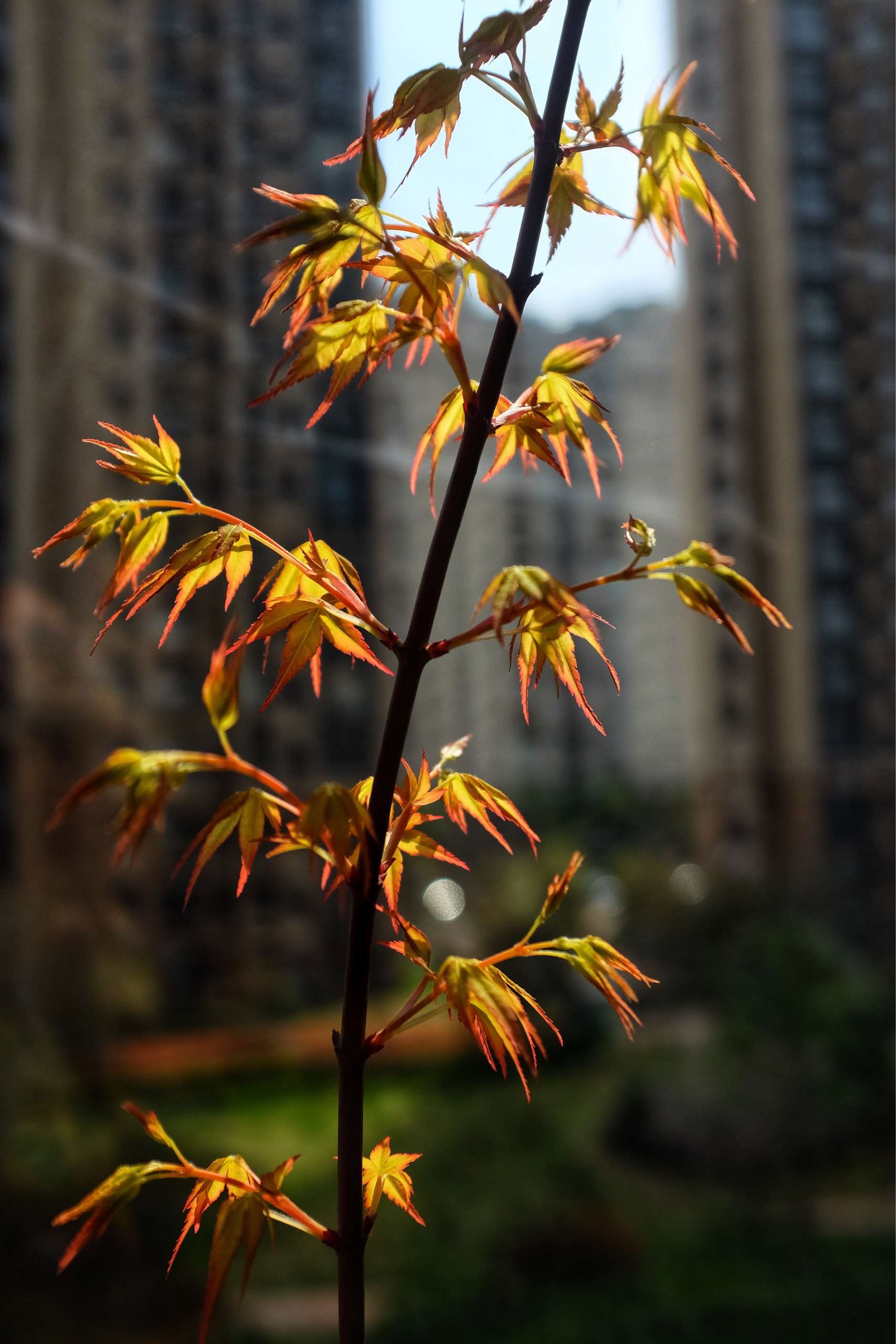 sunlau 的想法: 早春的枫树(卡苏)短短一周内萌发新芽,… - 知乎