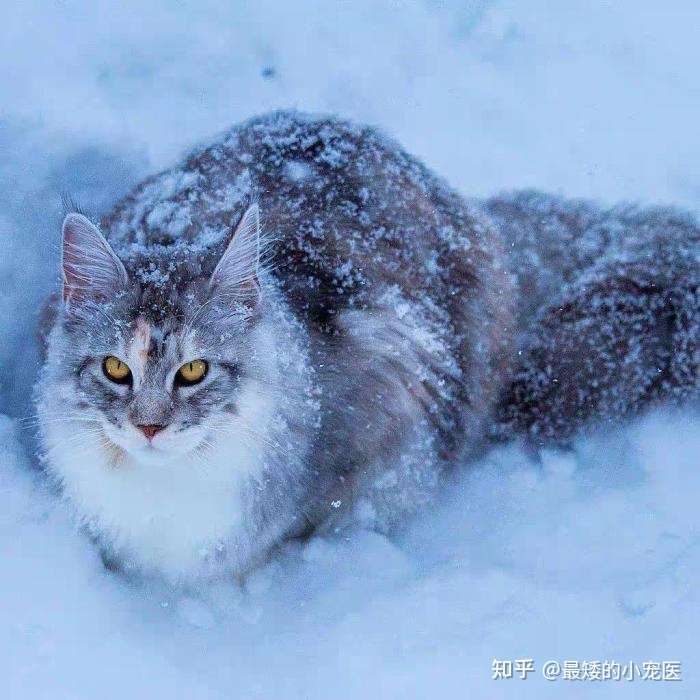 聊聊缅因猫 知乎