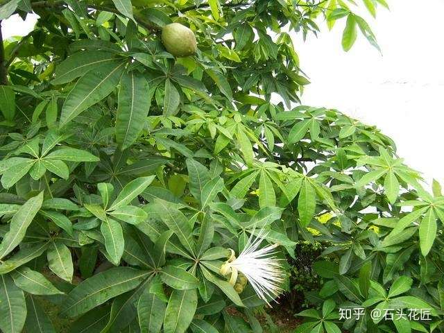 养发财树 金钱树有方法 养好了能开 富贵花 太漂亮了 知乎