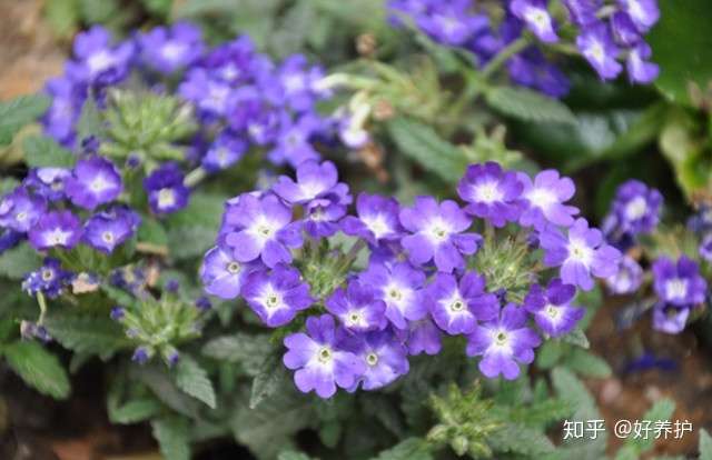 15种适合庭院秋天种植的花卉 知乎