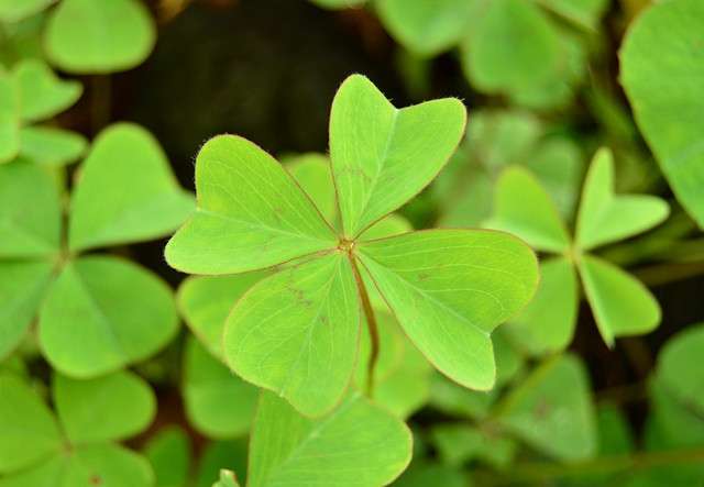 代表幸运的四叶草 很稀有 可这有一大片 知乎