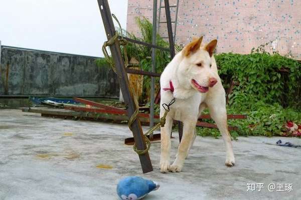 本犬纲目 中国本土狗品种大全 知乎