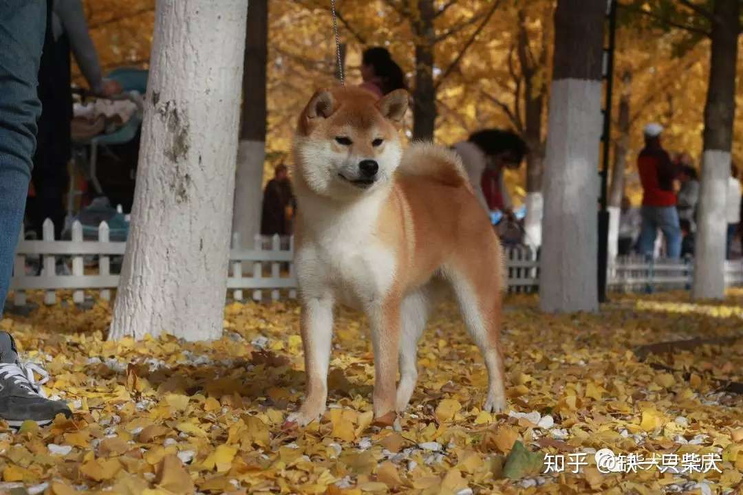 买柴犬必看柴爸柴妈 一起欣赏柴君家的冠军种犬的风采吧 知乎