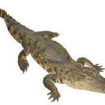 蛇属于爬行动物类型 v2-8cff1e65cc446951207b9bc6fa22a286_qhd.jpg