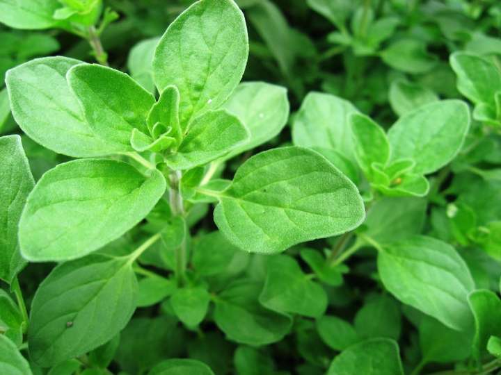 马郁兰精油缓解疼痛抗病毒