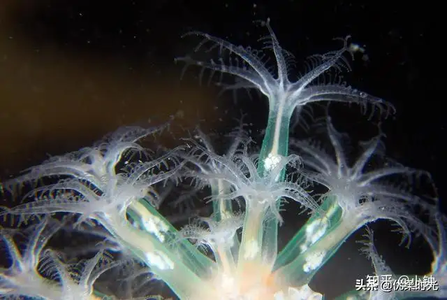 一个神奇的物种珊瑚~ - 知乎