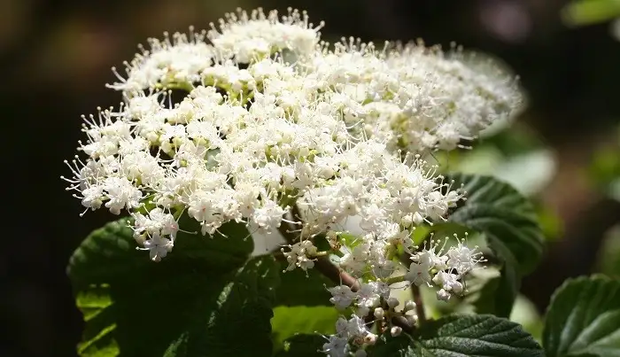 6月下旬诞生花 知乎