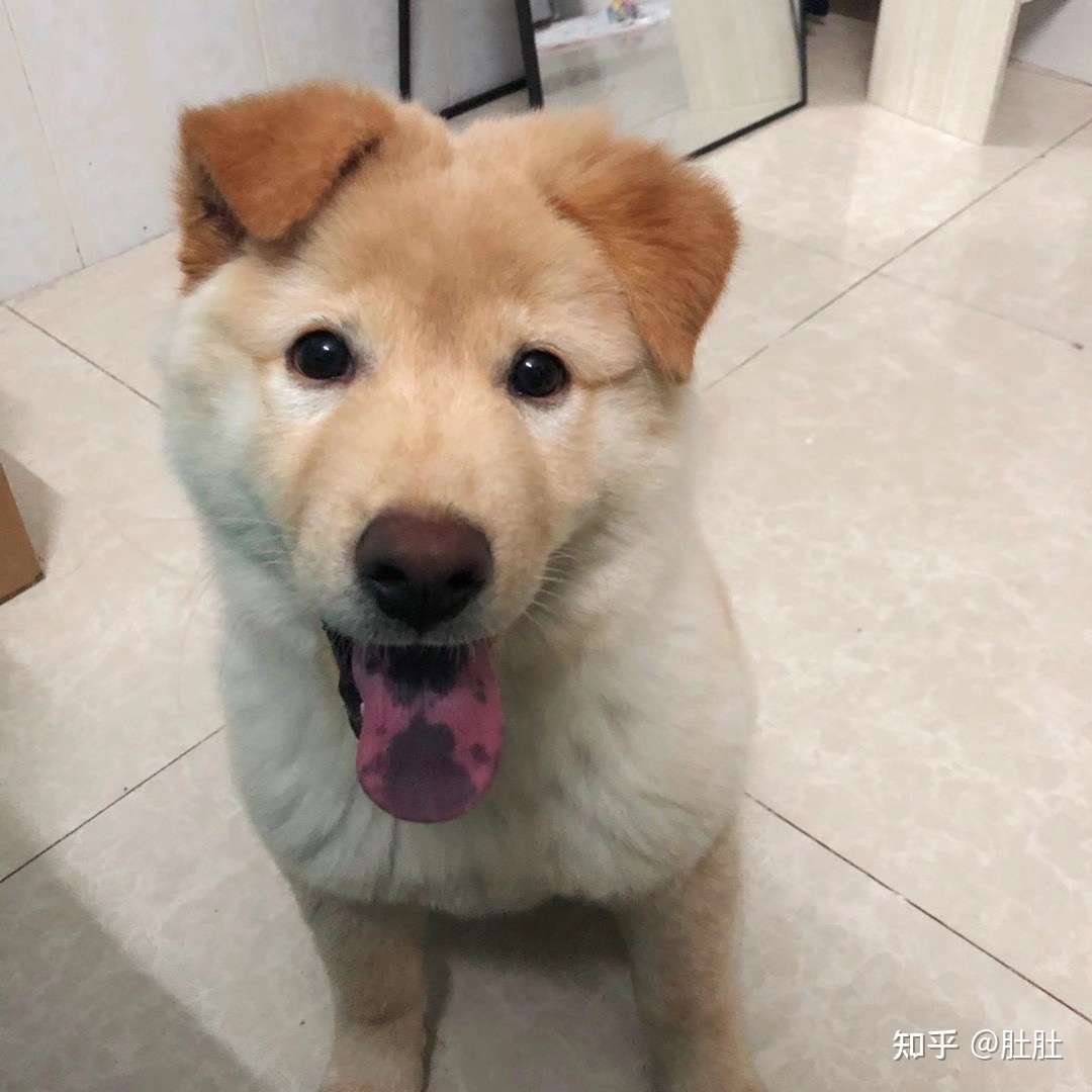 我家q总是中华田园犬的土松犬吗 知乎