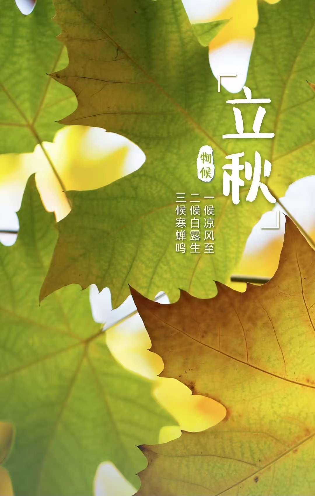 得鹿梦鱼 的想法: 夏已尽,秋已至;起风了,是秋天的味道 |… - 知乎