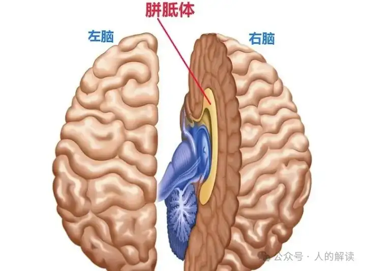 奇特的全息大脑，世界竟然是投影-人的解读