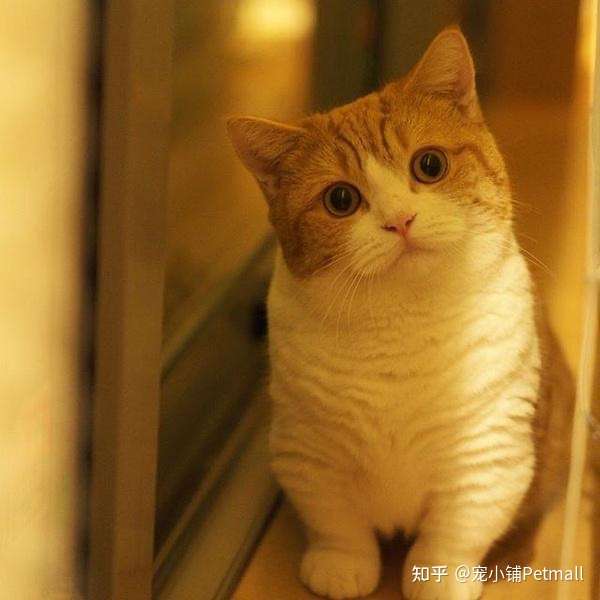 我的猫从不出门,需要驱虫吗? - 知乎